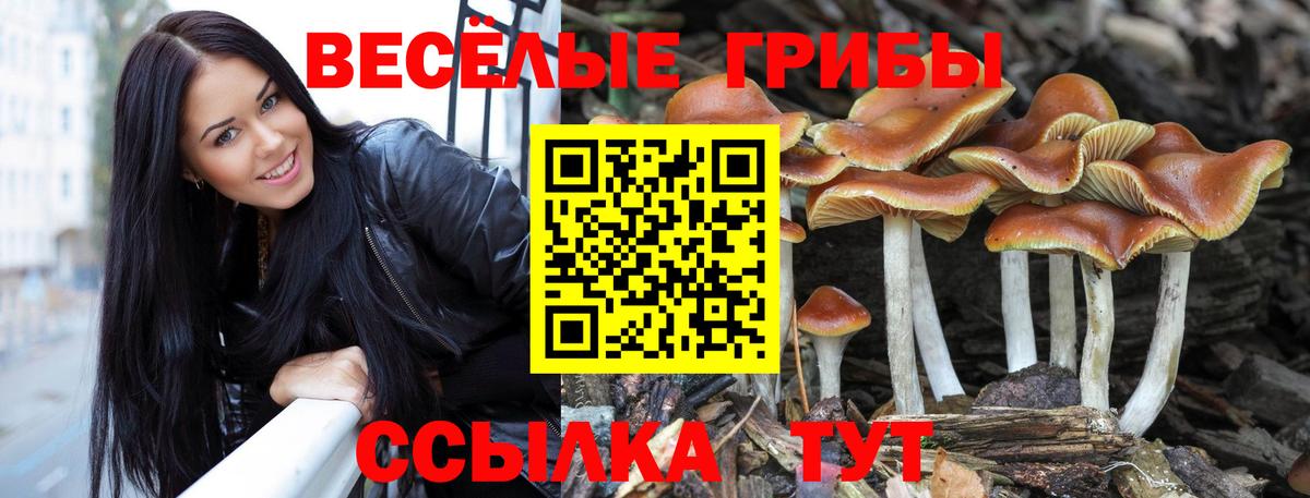 Псилоцибиновые грибы Cubensis Липецк